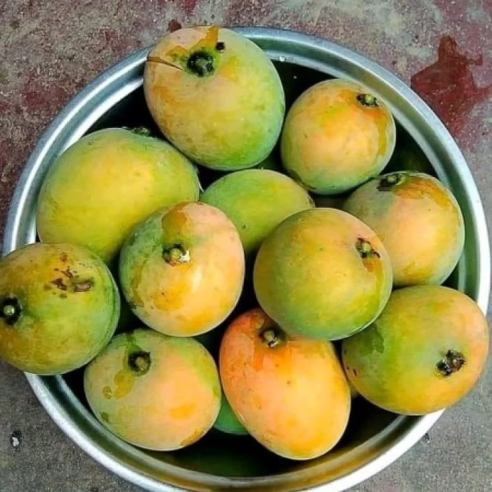 40 কেজি গোবিন্দভোগ আম 130 টাকা করে 5200 টাকা